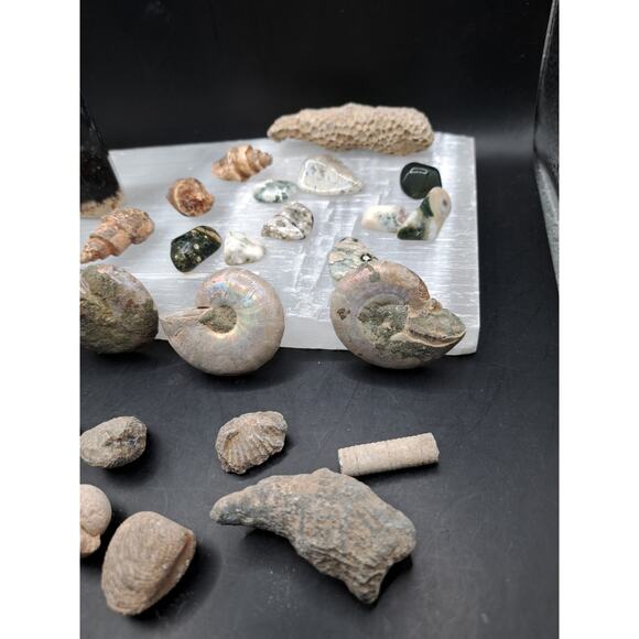 Ammonite, Orthoceras, Aquatic Fossils, Ocean Jasper Tumble and Palm Tower Bundle - Picture 6 of 7